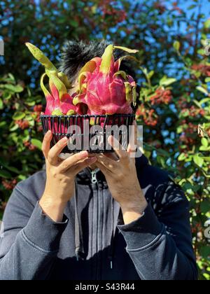 Adult man holding a black basket with red dragon fruits against tall Cotoneaster shrubs with red berries in autumn. Stock Photo