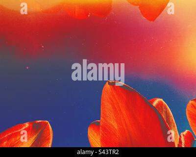 Underneath tulip petals looking skywards Stock Photo