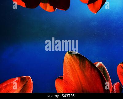 Underneath tulip petals looking skywards Stock Photo