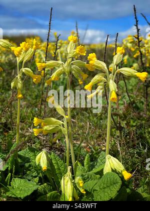 Cowslips (Primula veris) growing in South Wales, early May. Stock Photo