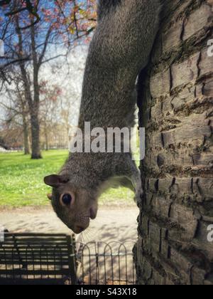 Closeup of a squirrel climbing down a tree in Hyde Park, London Stock Photo