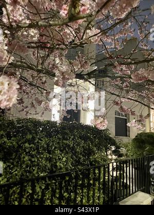 Cherry blossom tree outside London home Stock Photo