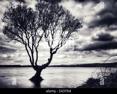 Lone tree on Kenfig pool, Kenfig, South Wales. Stock Photo