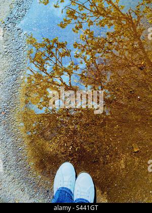 Tree reflected in a puddle Stock Photo