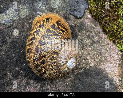 The garden snail Comu aspersum on a wall in Scotland Stock Photo