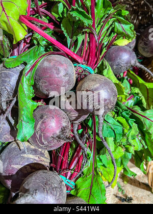 Beetroot Stock Photo