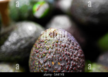 Group of avocados with one in the forefront Stock Photo