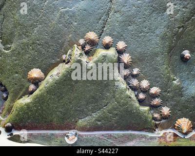 Limpets (Patella sp.) on a seashore rock in West Wales. Stock Photo