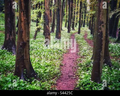 Pathway through wild garlic and beech trees, Casehill woods, Cwm George, South Wales, May. Stock Photo