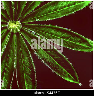 Rain on Lupin leaves. Stock Photo