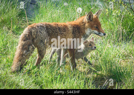 City foxes - A vixen and her fox cub play in a suburban garden in Clarkston, Scotland Stock Photo