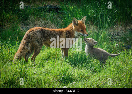 City foxes - A vixen and her fox cub play in a suburban garden in Clarkston, Scotland Stock Photo