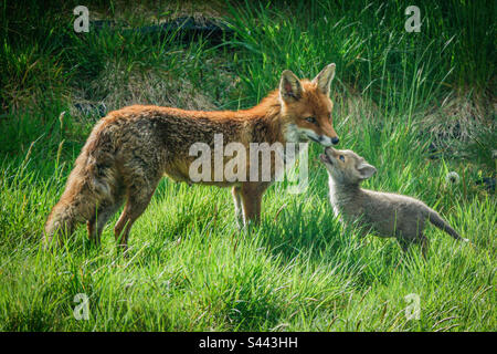 City foxes - A vixen and her fox cub play in a suburban garden in Clarkston, Scotland Stock Photo