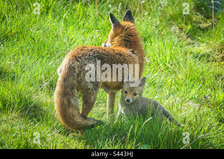 City foxes - A vixen and her fox cub play in a suburban garden in Clarkston, Scotland Stock Photo