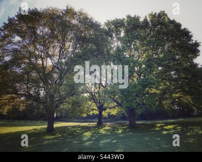 Dappled sunlight through the new leaves of three English Oak trees making patterns on the grass. Stock Photo