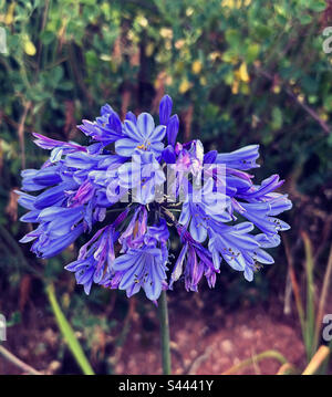 Wild African Lily or Lily of the Nile. Common Agapanthus. (Agapanthus praecox)