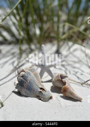 Selective focus seashells with blur starfish on white sand beach Stock Photo