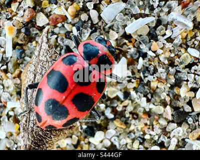 Ladybug up close Stock Photo