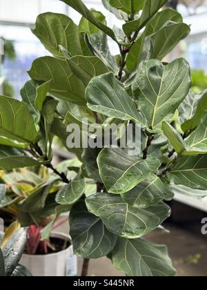 Fiddle fig leaf plant Stock Photo