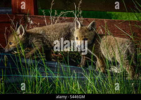 Urban foxes - Young fox cubs play in a suburban garden in Clarkston, Scotland Stock Photo