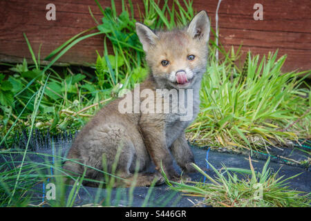 Urban foxes - Young fox cub licks his lips and play in a suburban garden in Clarkston, Scotland Stock Photo