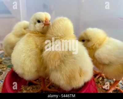Chicks Stock Photo
