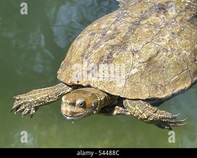 Swimming turtle Stock Photo