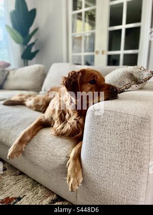 Sad golden retriever laying on a sofa gazing out the window Stock Photo