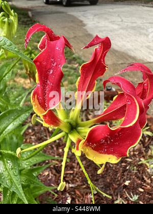 Gloriosa superba is a species of flowering plant in the family Colchicaceae. Common names include flame lily,  climbing Lily, creeping lily, glory lily, gloriosa Lily, tiger claws, fire Lily. Stock Photo