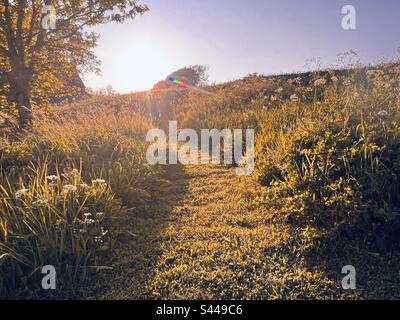 The last rays of the setting sun illuminate the mown grass in a countryside meadow in Dorset, in early summer Stock Photo