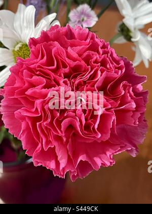 Up close photo of a pink carnations in a vase Stock Photo