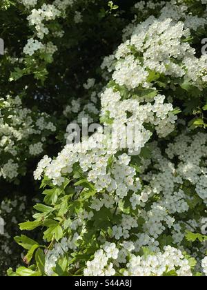 Beautiful white may blossom on hawthorn tree in spring. Diagonal composition. Stock Photo