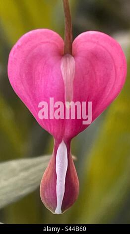 This extraordinary bloom is unmistakingly called the bleeding heart for obvious reasons Stock Photo