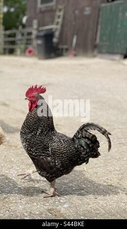 Cockerel on farm Stock Photo