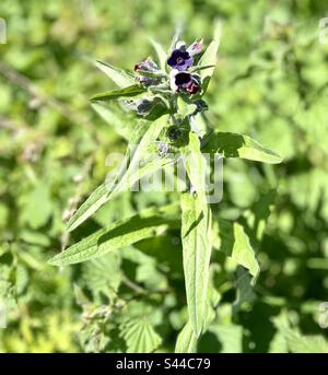 Cynoglossum officinale - known as houndstongue, houndstooth, dog’s tongue, gypsy flower, and rats and mice due to its smell. Stock Photo