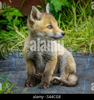 Urban foxes - Young fox cub play in a suburban garden in Clarkston, Scotland Stock Photo