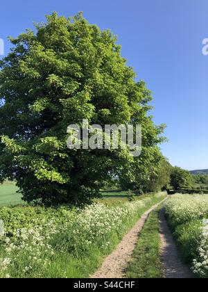 A country lane in late spring, Masham, North Yorkshire, England, United Kingdom Stock Photo