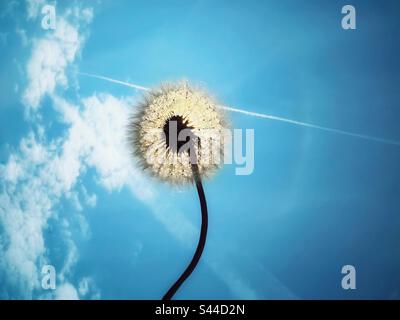 Dandelion seed head backlit by sun against a blue sky Stock Photo