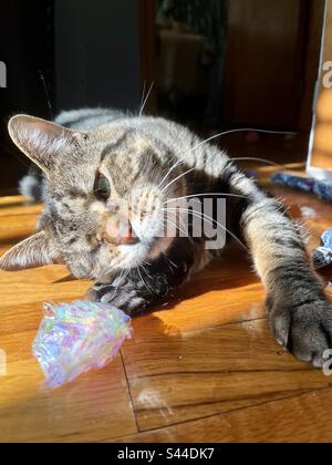 A tabby cat with one eye, laying in a sun patch on the floor as he plays with a crinkle ball Stock Photo