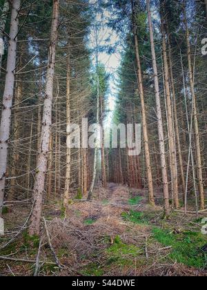 Densely growing pine trees with many tall trunks in a forest in the South of Munich, Germany. Stock Photo