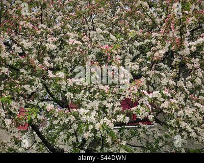 Many pink and white flowers on a blooming spring tree in Munich, Germany. Stock Photo