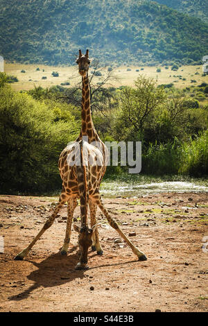 Two Headed Giraffe Stock Photo - Alamy
