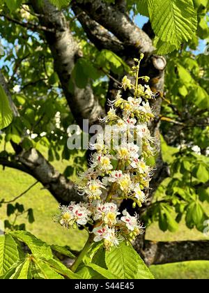 Aesculus hippocastanum, horse chestnut tree blooming Stock Photo