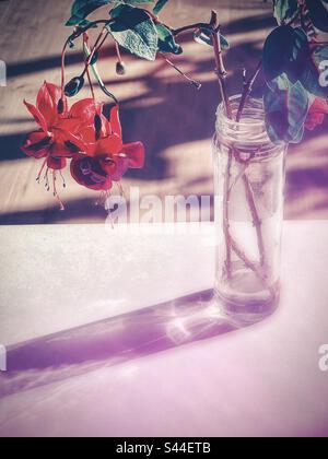 Faded, vintage style shot of two multicolored fuchsia flowering stems in repurposed glass bottle on table against wooden floor with sunlight and shadow. Yesteryear, nostalgia, memory. Stock Photo
