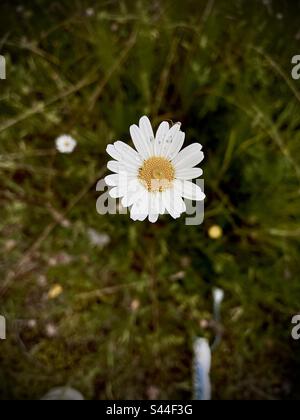 Little spider on a beautifull flower in this amazing spring. Stock Photo