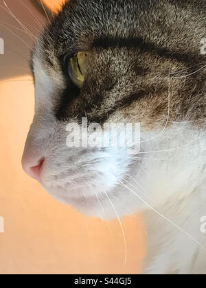 Tabby and white cat face. Close view. Stock Photo