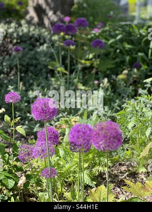 Alliums flowers on a warm summers day Stock Photo