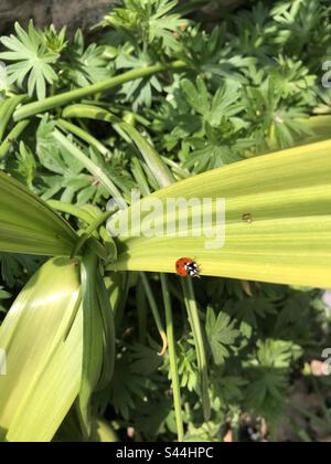 A little ladybug crawling on a leaf. Stock Photo