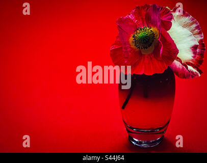 Perfume with red discount poppy on bottle