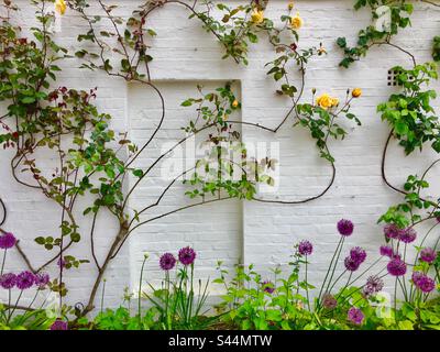 Rosewall on white back ground. Roses on a white brick wall. Beautiful. English garden Stock Photo